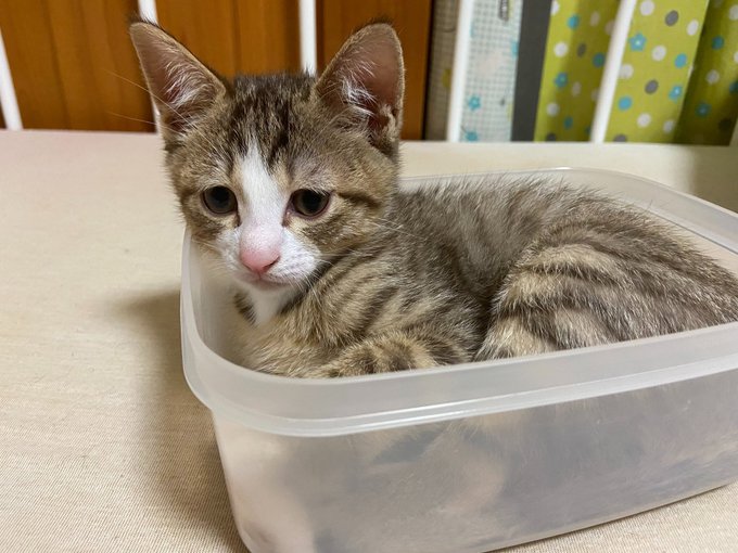 f:id:nekoja-peterpan:20200704222441j:plain f:id:nekoja-peterpan:20200704222441j:plain