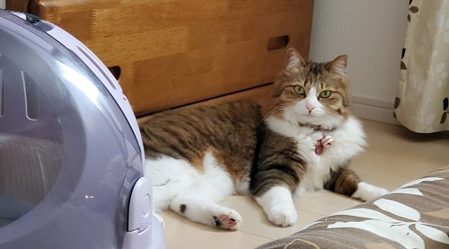 f:id:nekoja-peterpan:20200708153741j:plain f:id:nekoja-peterpan:20200708153741j:plain