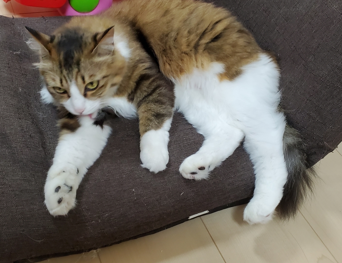 f:id:nekoja-peterpan:20200708154243j:plain f:id:nekoja-peterpan:20200708154243j:plain