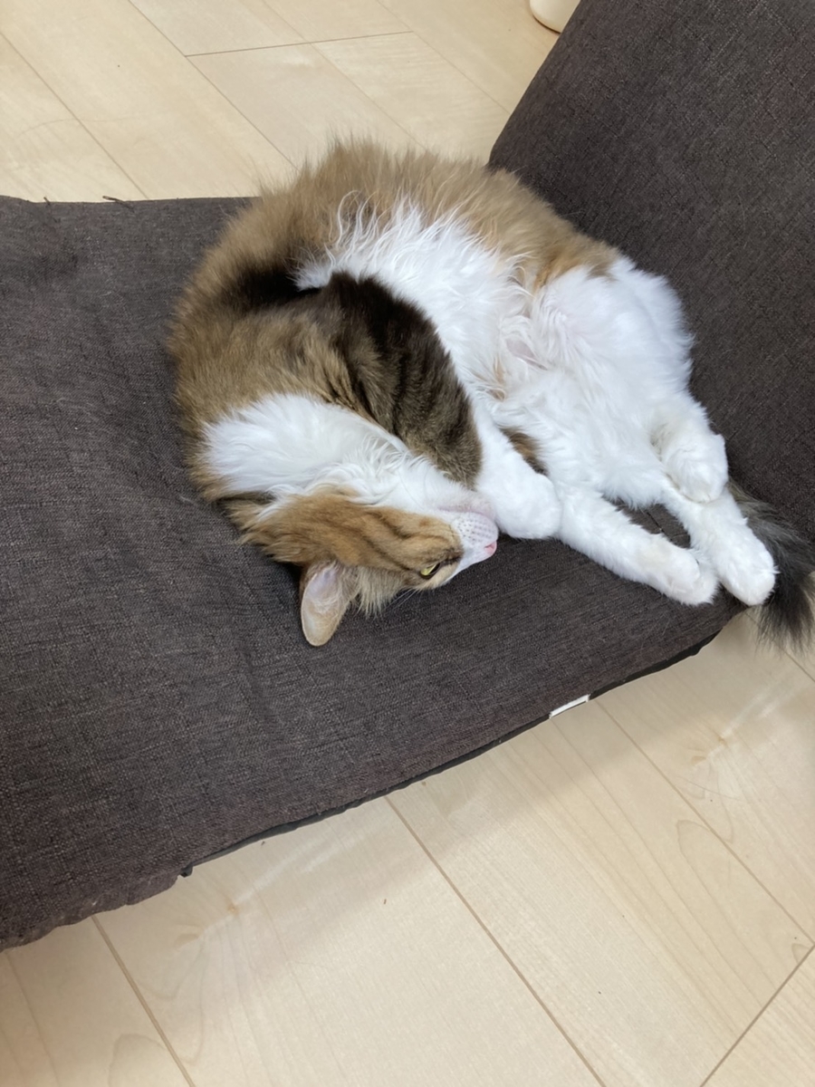 f:id:nekoja-peterpan:20200708154604j:plain f:id:nekoja-peterpan:20200708154604j:plain