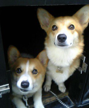 f:id:nekoja-peterpan:20200714205309j:plain