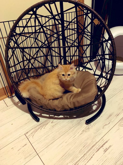 f:id:nekoja-peterpan:20200721195647j:plain