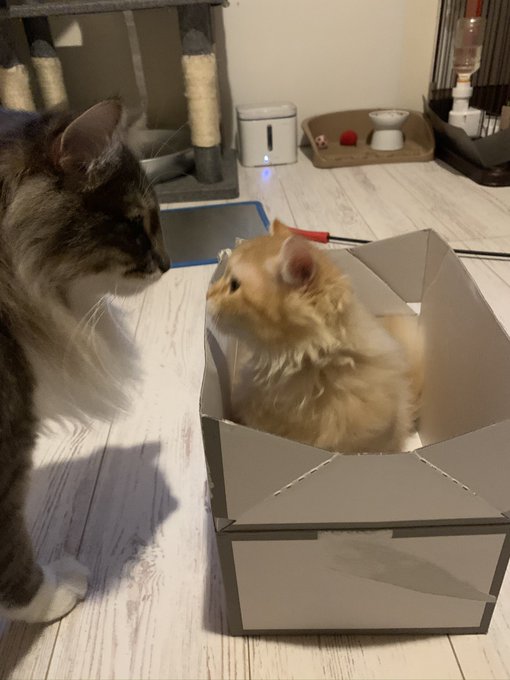 f:id:nekoja-peterpan:20200721195825j:plain