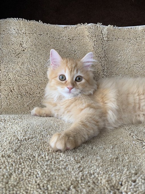 f:id:nekoja-peterpan:20200721195918j:plain