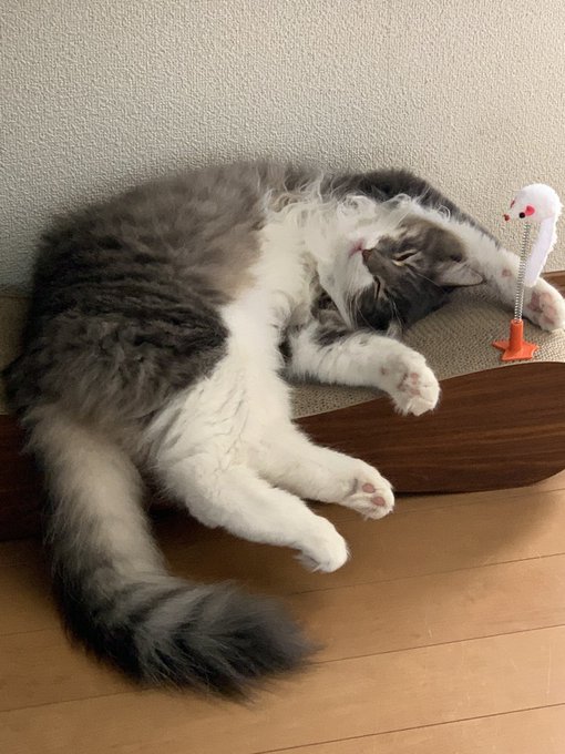 f:id:nekoja-peterpan:20200721195950j:plain