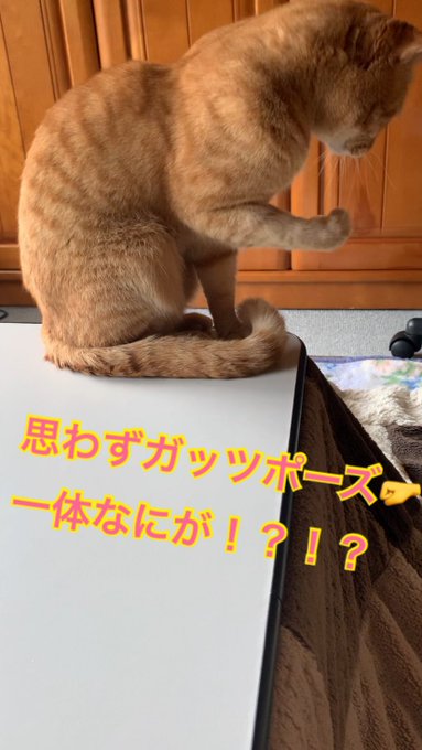 f:id:nekoja-peterpan:20200726210910j:plain