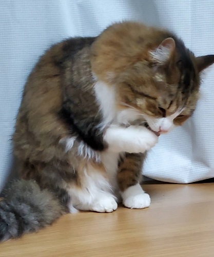 f:id:nekoja-peterpan:20200728133619j:plain f:id:nekoja-peterpan:20200728133619j:plain