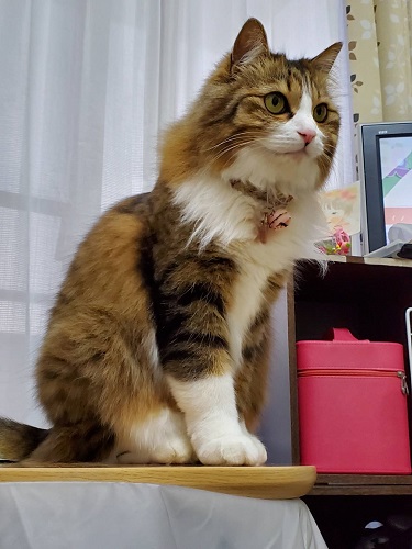 f:id:nekoja-peterpan:20200728141729j:plain f:id:nekoja-peterpan:20200728141729j:plain