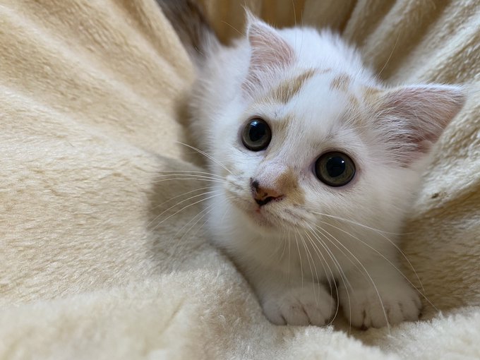 f:id:nekoja-peterpan:20200729112104j:plain f:id:nekoja-peterpan:20200729112104j:plain