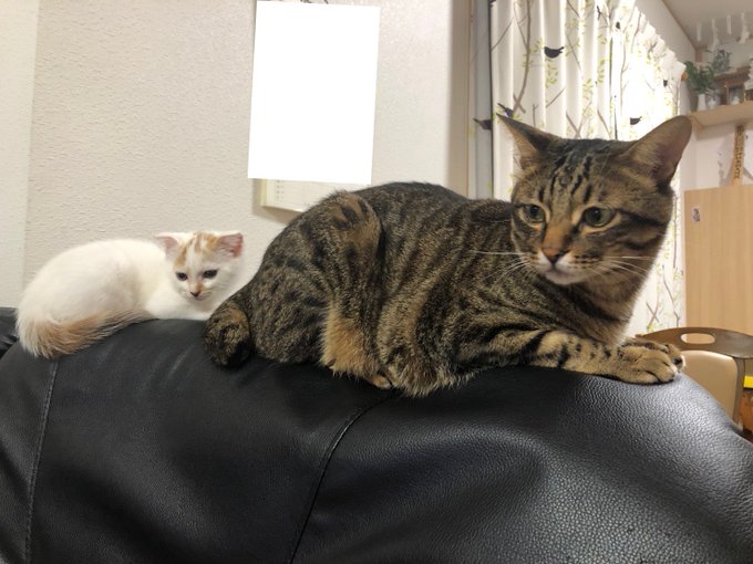 f:id:nekoja-peterpan:20200729112337j:plain f:id:nekoja-peterpan:20200729112337j:plain