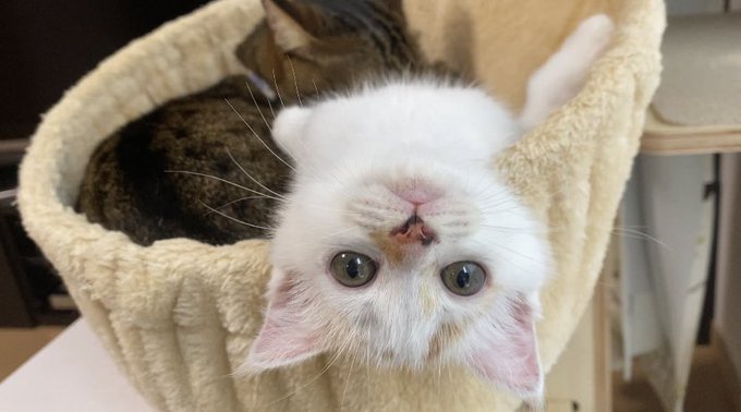 f:id:nekoja-peterpan:20200729112437j:plain f:id:nekoja-peterpan:20200729112437j:plain