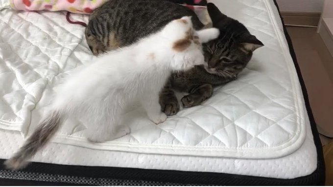 f:id:nekoja-peterpan:20200729113043j:plain f:id:nekoja-peterpan:20200729113043j:plain