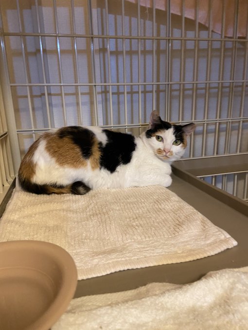 f:id:nekoja-peterpan:20200731001035j:plain