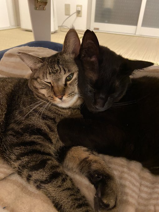 f:id:nekoja-peterpan:20200731001214j:plain