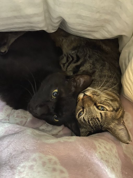 f:id:nekoja-peterpan:20200731001303j:plain