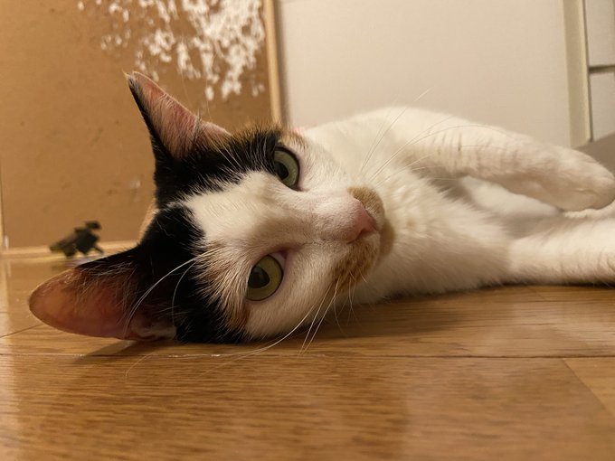 f:id:nekoja-peterpan:20200731001332j:plain