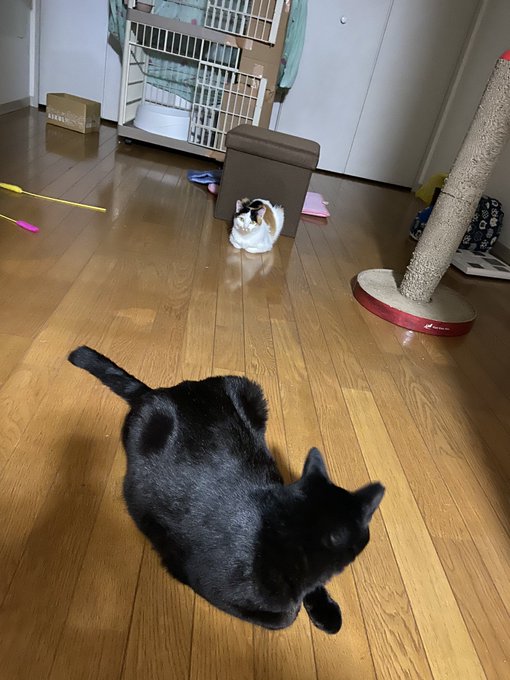 f:id:nekoja-peterpan:20200731001451j:plain