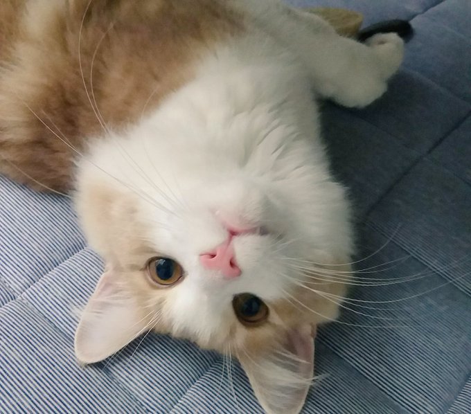 f:id:nekoja-peterpan:20200801205854j:plain