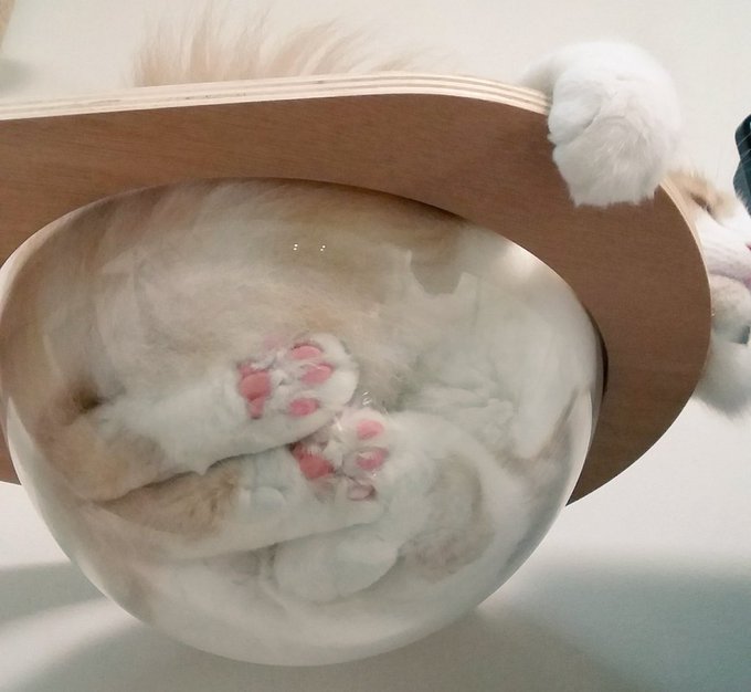 f:id:nekoja-peterpan:20200801205949j:plain