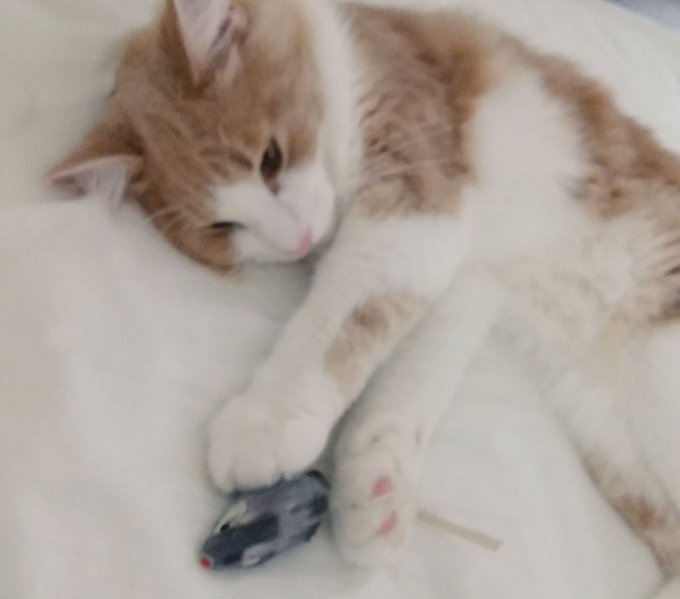 f:id:nekoja-peterpan:20200801210434j:plain