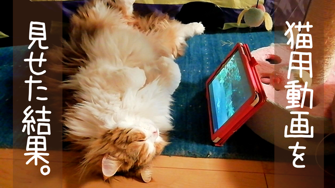 f:id:nekoja-peterpan:20200802204613p:plain f:id:nekoja-peterpan:20200802204613p:plain