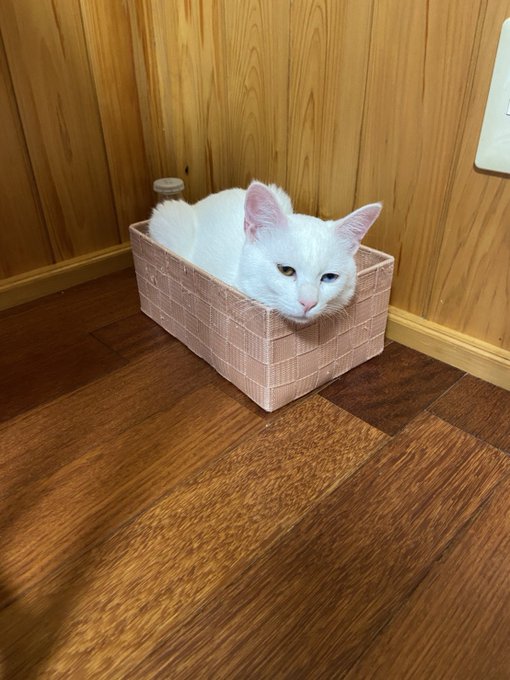 f:id:nekoja-peterpan:20200803001004j:plain f:id:nekoja-peterpan:20200803001004j:plain