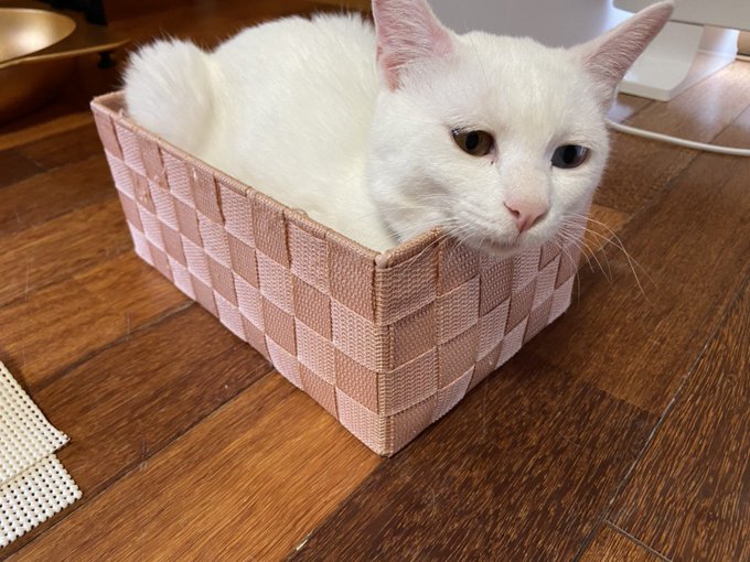 f:id:nekoja-peterpan:20200803001017j:plain f:id:nekoja-peterpan:20200803001017j:plain