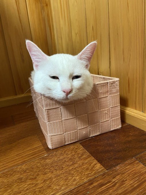 f:id:nekoja-peterpan:20200803001030j:plain f:id:nekoja-peterpan:20200803001030j:plain