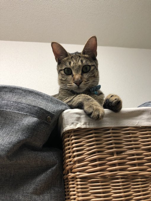 f:id:nekoja-peterpan:20200811131350j:plain