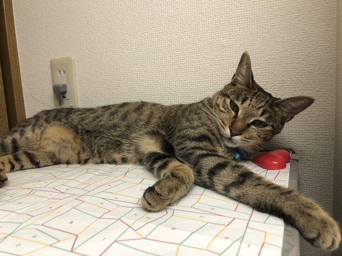 f:id:nekoja-peterpan:20200811131559j:plain