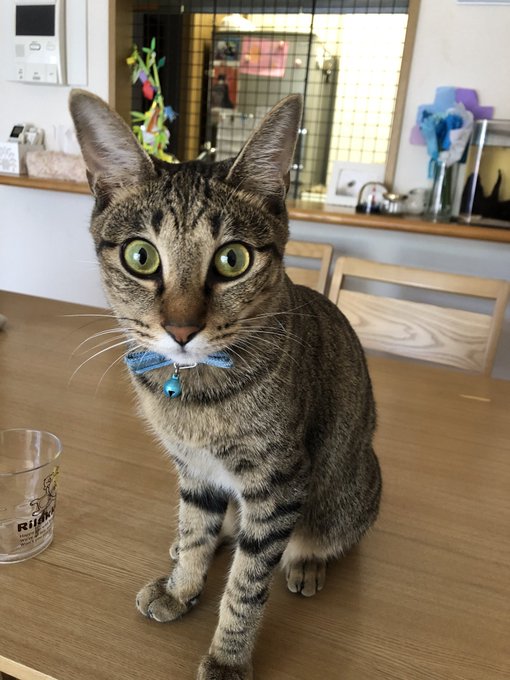 f:id:nekoja-peterpan:20200811131858j:plain