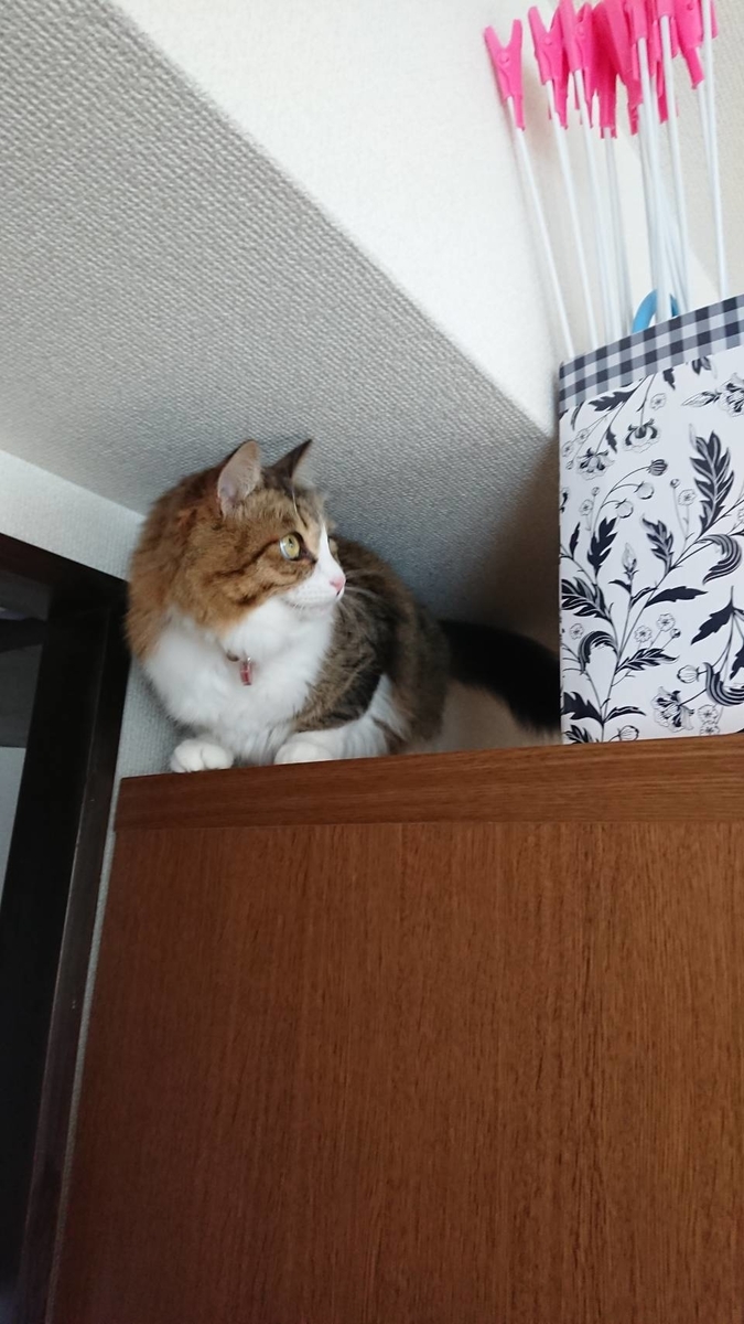 f:id:nekoja-peterpan:20200819200422j:plain