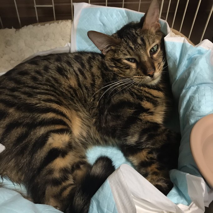 f:id:nekoja-peterpan:20200824234957j:plain f:id:nekoja-peterpan:20200824234957j:plain