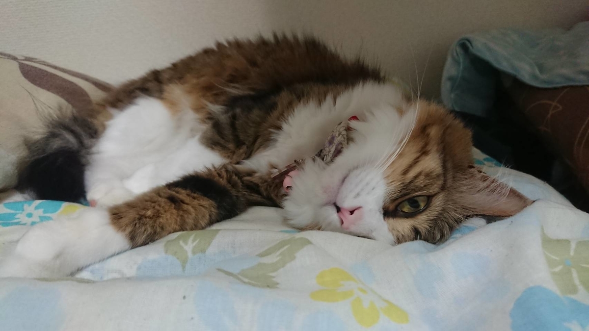 f:id:nekoja-peterpan:20200827104246j:plain f:id:nekoja-peterpan:20200827104246j:plain