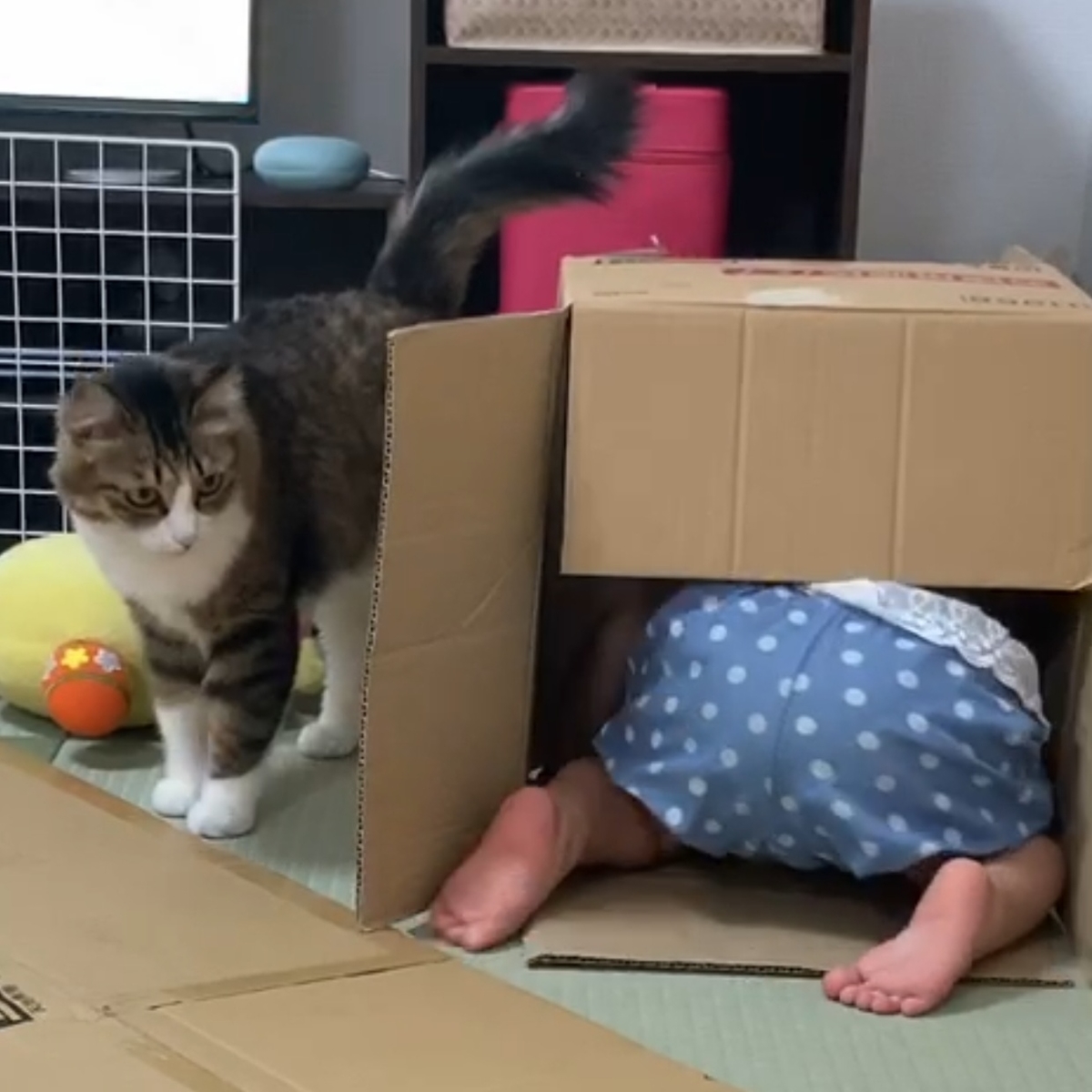 f:id:nekoja-peterpan:20200829211328j:plain