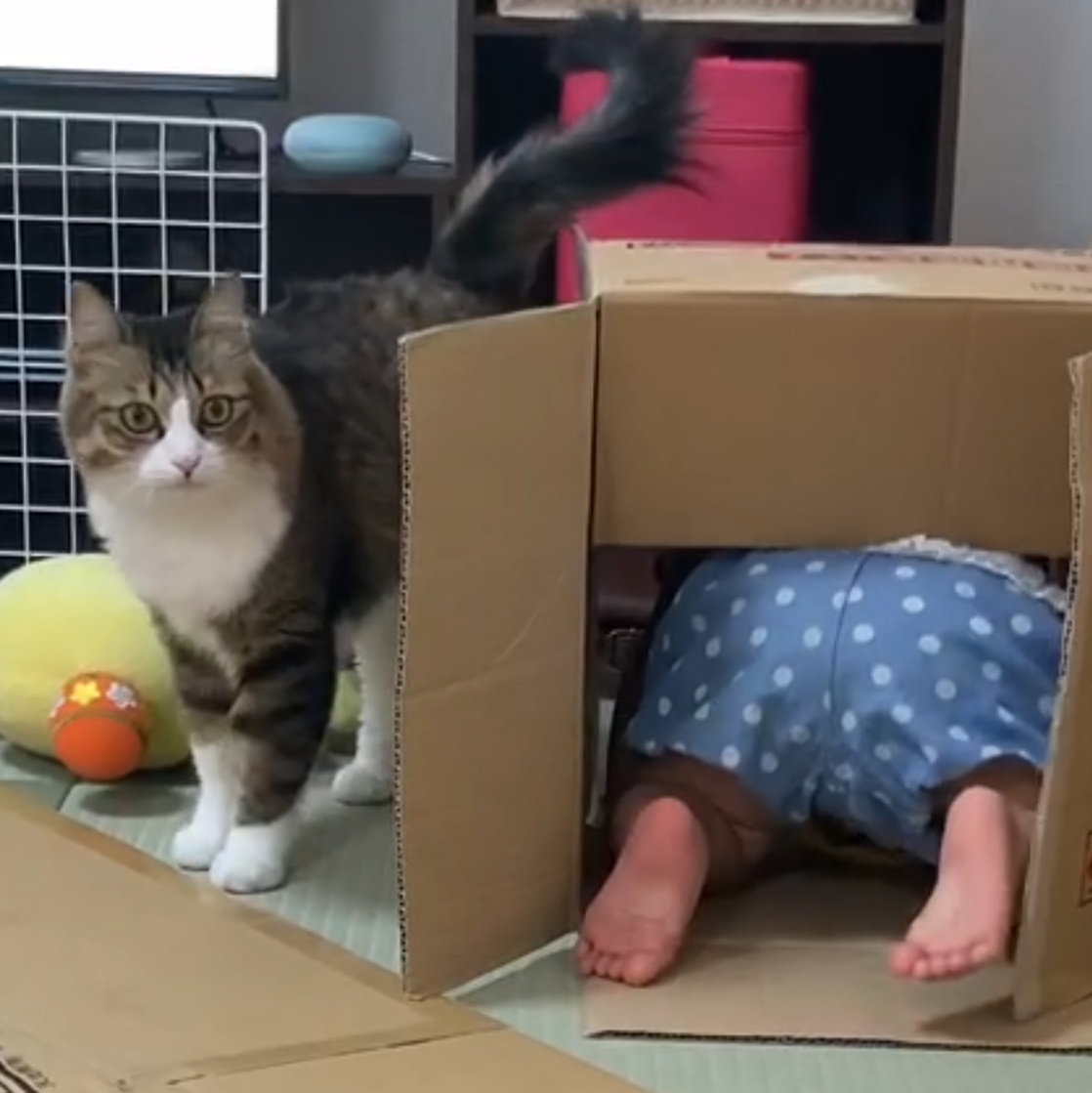 f:id:nekoja-peterpan:20200829211332j:plain