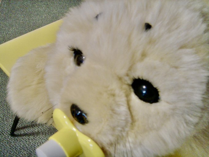 f:id:nekoja-peterpan:20200913002129j:plain f:id:nekoja-peterpan:20200913002129j:plain