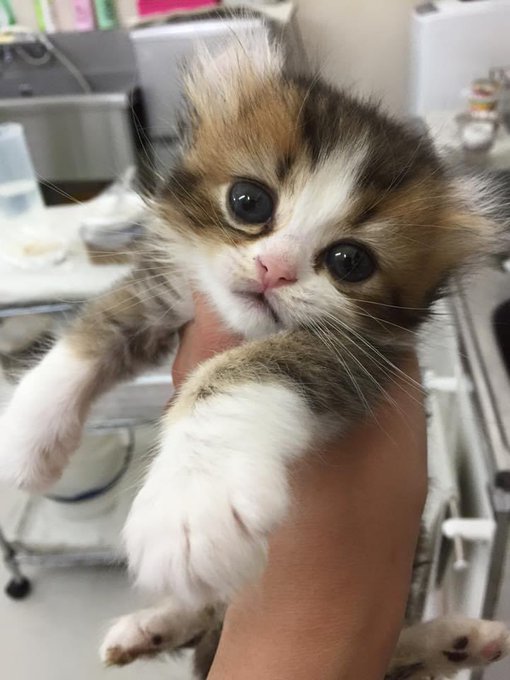 f:id:nekoja-peterpan:20200916175007j:plain f:id:nekoja-peterpan:20200916175007j:plain