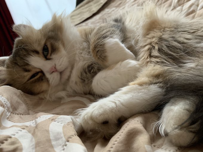 f:id:nekoja-peterpan:20200916175033j:plain f:id:nekoja-peterpan:20200916175033j:plain