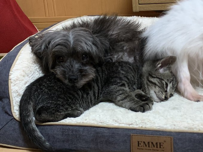 f:id:nekoja-peterpan:20200916175534j:plain f:id:nekoja-peterpan:20200916175534j:plain