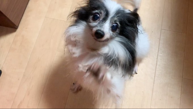 f:id:nekoja-peterpan:20200916175858j:plain f:id:nekoja-peterpan:20200916175858j:plain