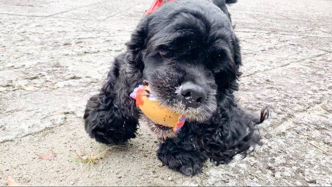 f:id:nekoja-peterpan:20200916181201j:plain f:id:nekoja-peterpan:20200916181201j:plain