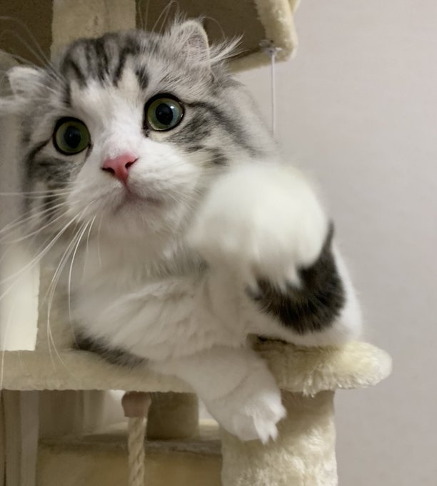 f:id:nekoja-peterpan:20200917161109j:plain f:id:nekoja-peterpan:20200917161109j:plain