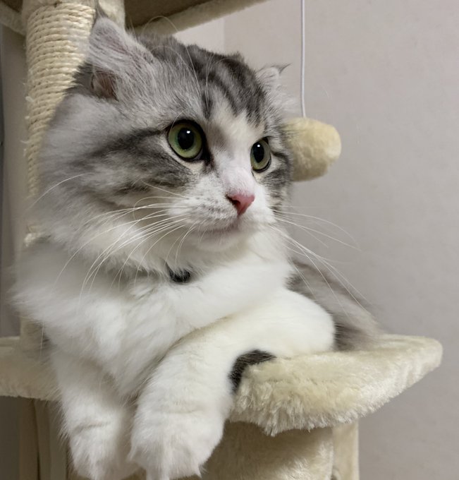 f:id:nekoja-peterpan:20200917161138j:plain f:id:nekoja-peterpan:20200917161138j:plain