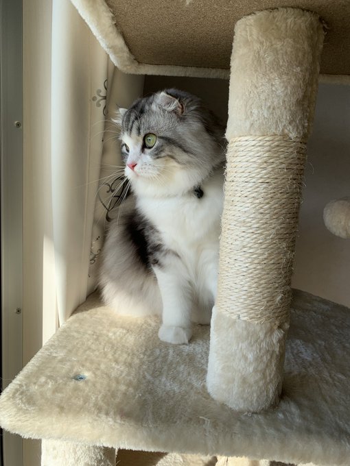 f:id:nekoja-peterpan:20200917161237j:plain f:id:nekoja-peterpan:20200917161237j:plain