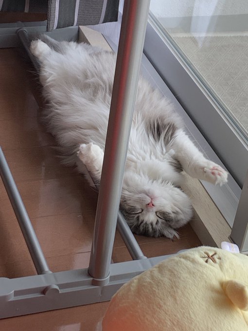 f:id:nekoja-peterpan:20200917161327j:plain f:id:nekoja-peterpan:20200917161327j:plain