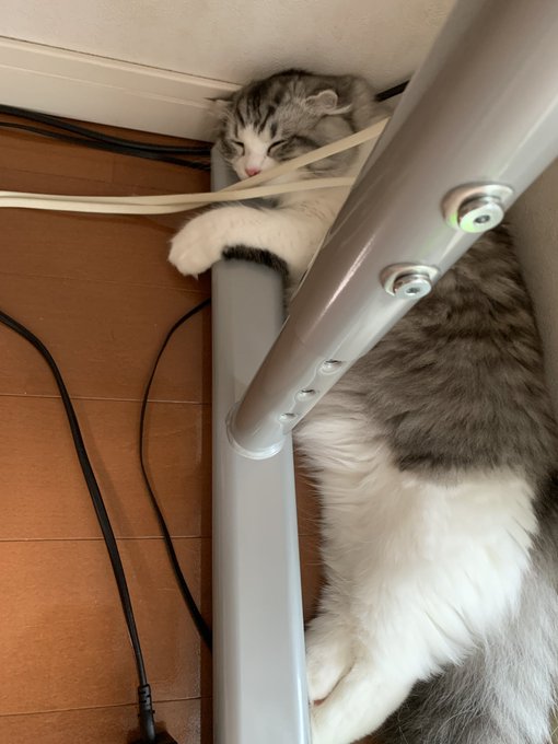 f:id:nekoja-peterpan:20200917161447j:plain f:id:nekoja-peterpan:20200917161447j:plain