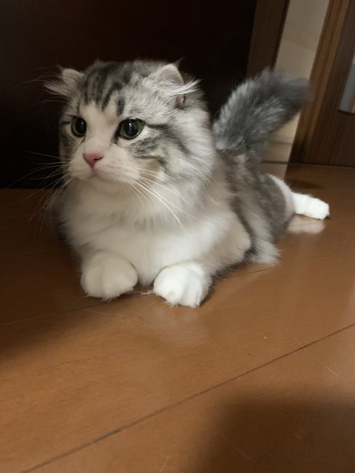 f:id:nekoja-peterpan:20200917161550j:plain