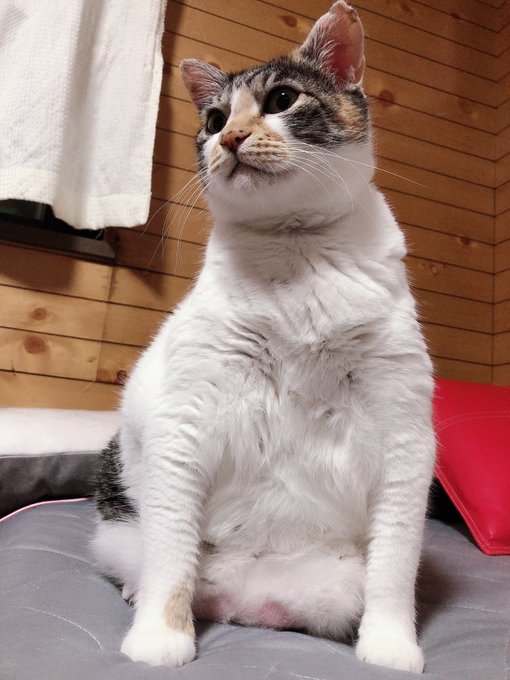 f:id:nekoja-peterpan:20200918211145j:plain