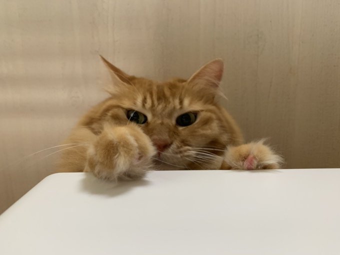 f:id:nekoja-peterpan:20200918211412j:plain